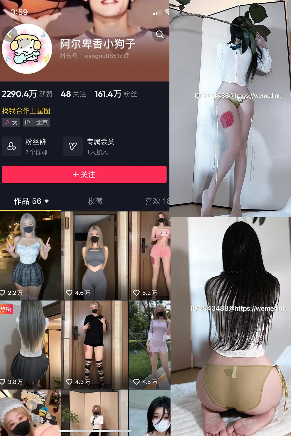 阿尔卑香小狗子写真图片(3)